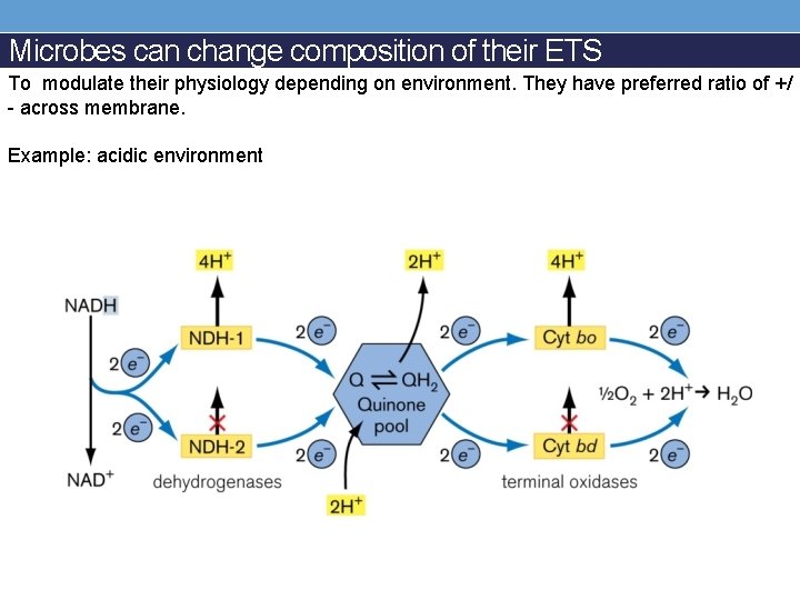 Microbes can change composition of their ETS To modulate their physiology depending on environment.