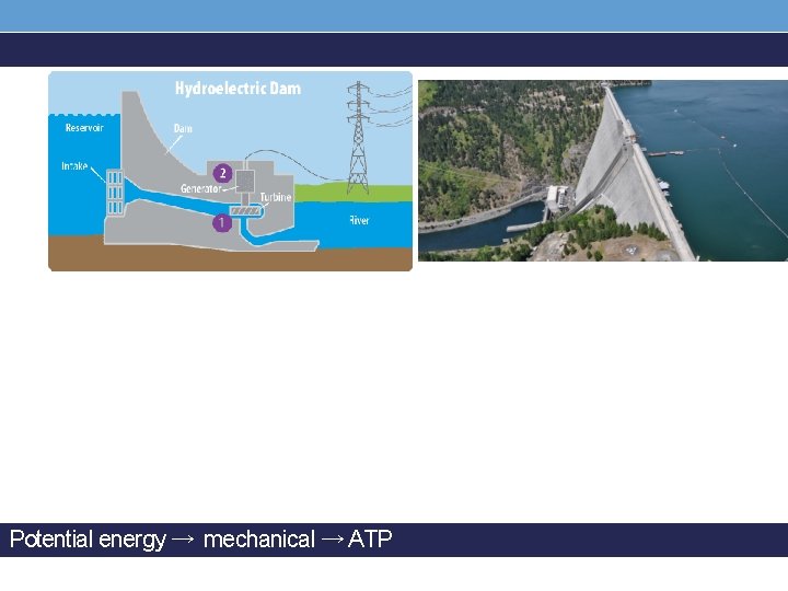 Potential energy → mechanical → ATP 