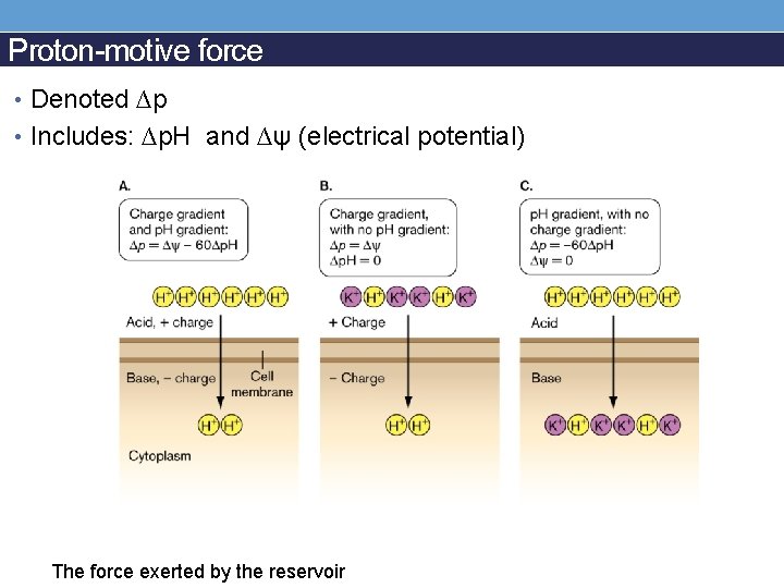 Proton-motive force • Denoted ∆p • Includes: ∆p. H and ∆ψ (electrical potential) The