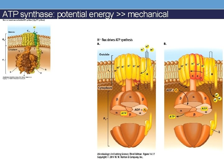 ATP synthase: potential energy >> mechanical 