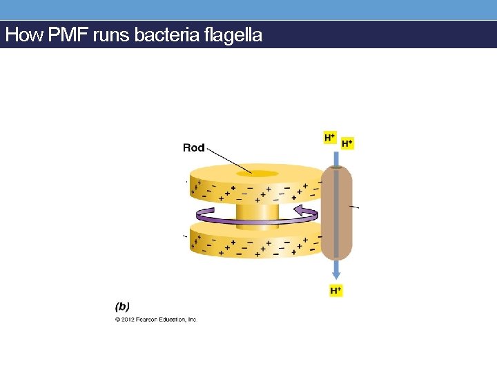 How PMF runs bacteria flagella 