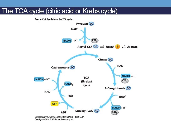 The TCA cycle (citric acid or Krebs cycle) 