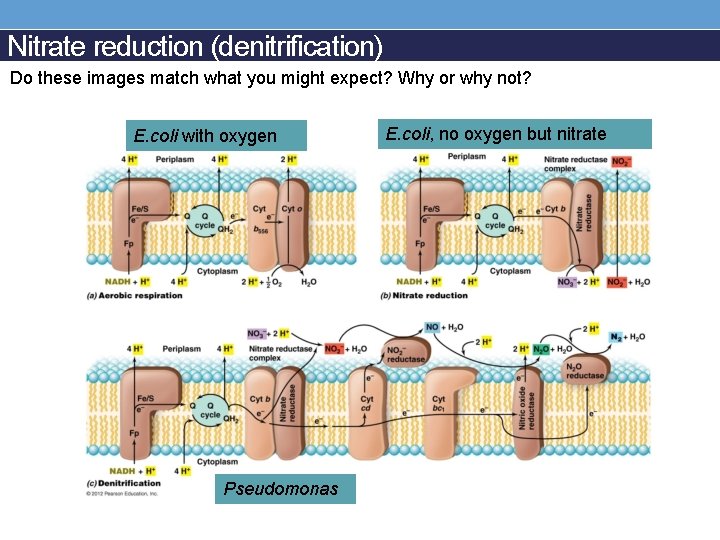 Nitrate reduction (denitrification) Do these images match what you might expect? Why or why