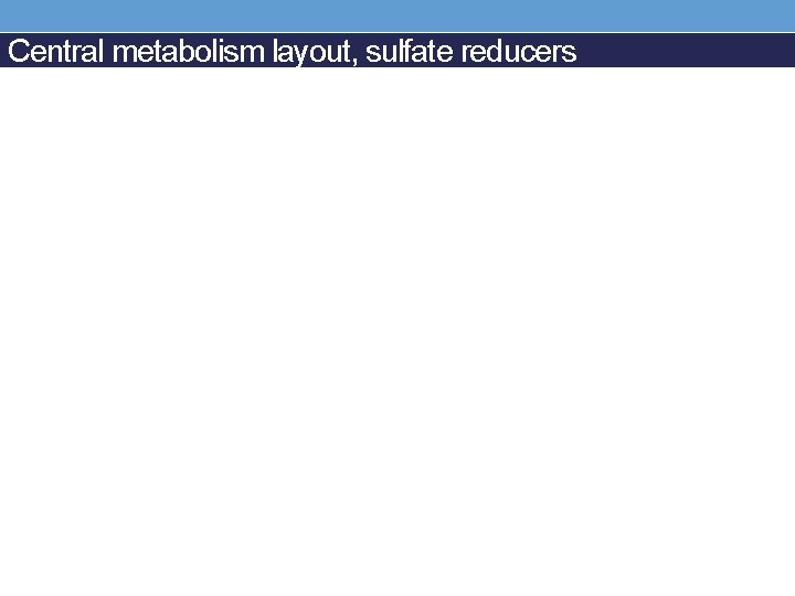 Central metabolism layout, sulfate reducers 