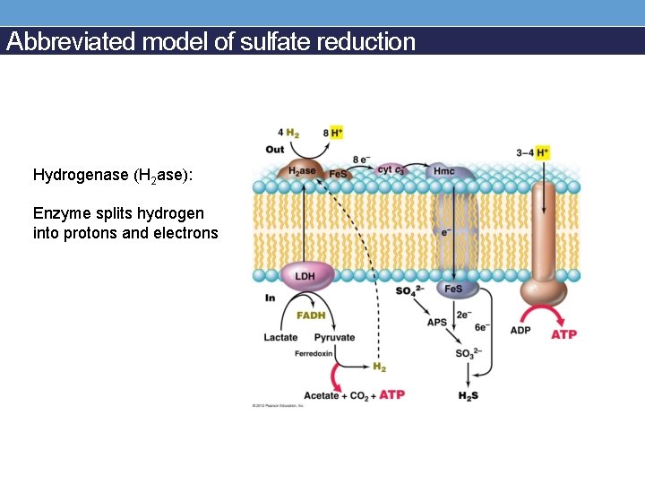 Abbreviated model of sulfate reduction Hydrogenase (H 2 ase): Enzyme splits hydrogen into protons