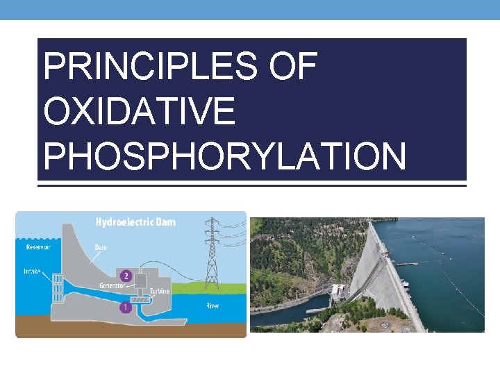 PRINCIPLES OF OXIDATIVE PHOSPHORYLATION 