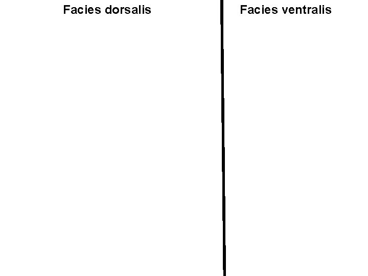 Facies dorsalis Facies ventralis 