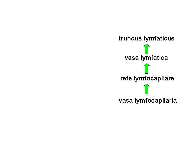 truncus lymfaticus vasa lymfatica rete lymfocapilare vasa lymfocapilaria 