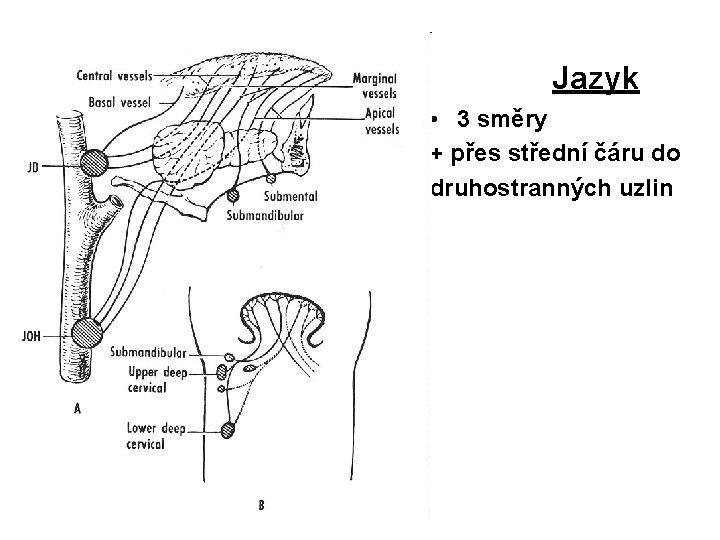 Jazyk • 3 směry + přes střední čáru do druhostranných uzlin 