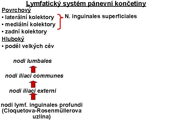 Lymfatický systém pánevní končetiny Povrchový • laterální kolektory • mediální kolektory • zadní kolektory