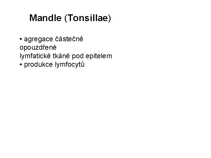 Mandle (Tonsillae) • agregace částečně opouzdřené lymfatické tkáně pod epitelem • produkce lymfocytů 