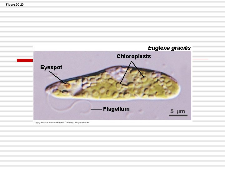 Figure 29 -26 Euglena gracilis Chloroplasts Eyespot Flagellum Figure 29 -26 Euglena gracilis Chloroplasts Eyespot Flagellum