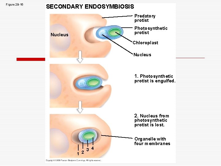 Figure 29 -16 SECONDARY ENDOSYMBIOSIS Predatory protist Photosynthetic protist Nucleus Chloroplast Nucleus 1. Photosynthetic Figure 29 -16 SECONDARY ENDOSYMBIOSIS Predatory protist Photosynthetic protist Nucleus Chloroplast Nucleus 1. Photosynthetic