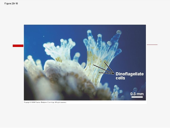 Figure 29 -18 Dinoflagellate cells Figure 29 -18 Dinoflagellate cells