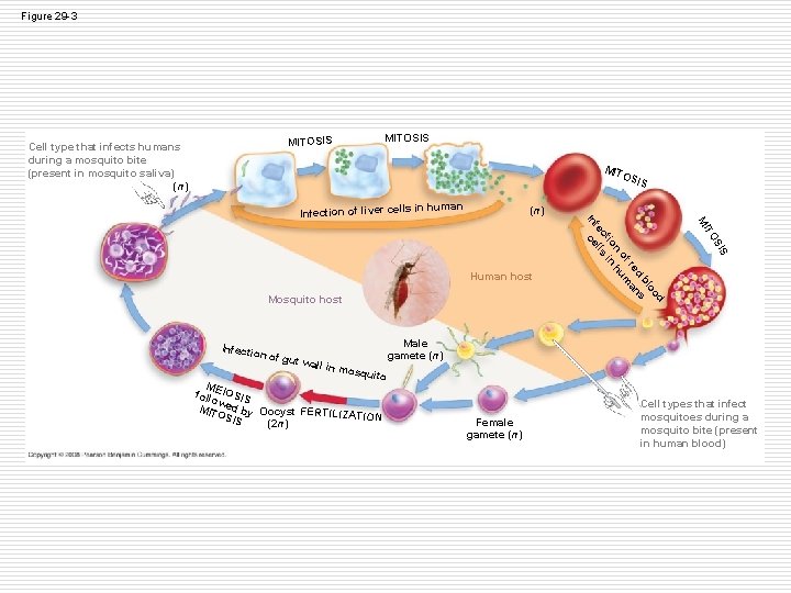 Figure 29 -3 Cell type that infects humans during a mosquito bite (present in Figure 29 -3 Cell type that infects humans during a mosquito bite (present in
