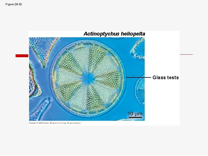Figure 29 -32 Actinoptychus heliopelta Glass tests Figure 29 -32 Actinoptychus heliopelta Glass tests