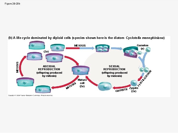 Figure 29 -20 b A life cycle dominated by diploid cells (species shown here Figure 29 -20 b A life cycle dominated by diploid cells (species shown here
