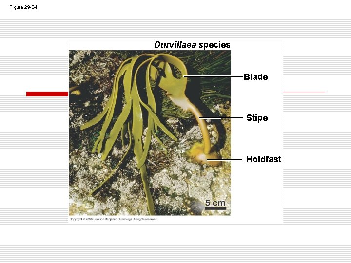 Figure 29 -34 Durvillaea species Blade Stipe Holdfast Figure 29 -34 Durvillaea species Blade Stipe Holdfast