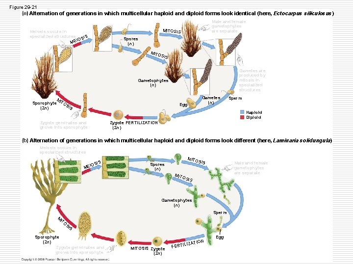 Figure 29 -21 Alternation of generations in which multicellular haploid and diploid forms look Figure 29 -21 Alternation of generations in which multicellular haploid and diploid forms look