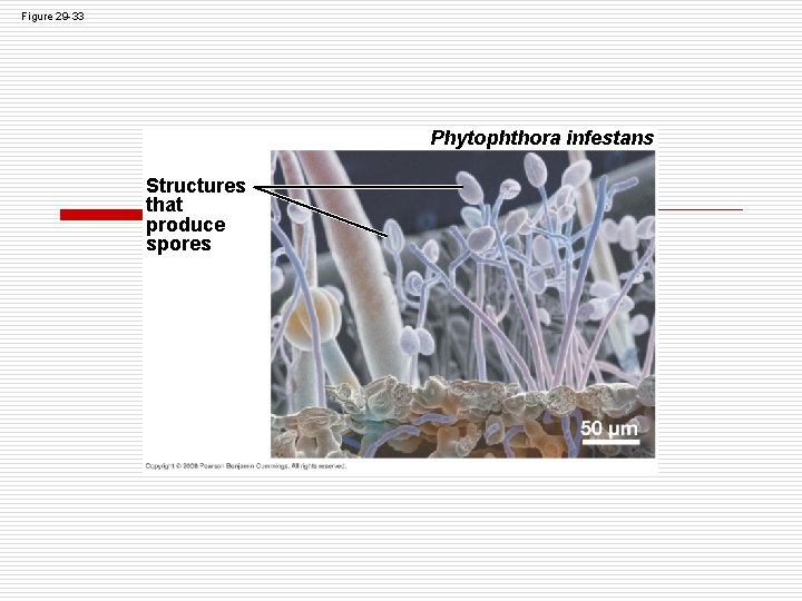 Figure 29 -33 Phytophthora infestans Structures that produce spores Figure 29 -33 Phytophthora infestans Structures that produce spores