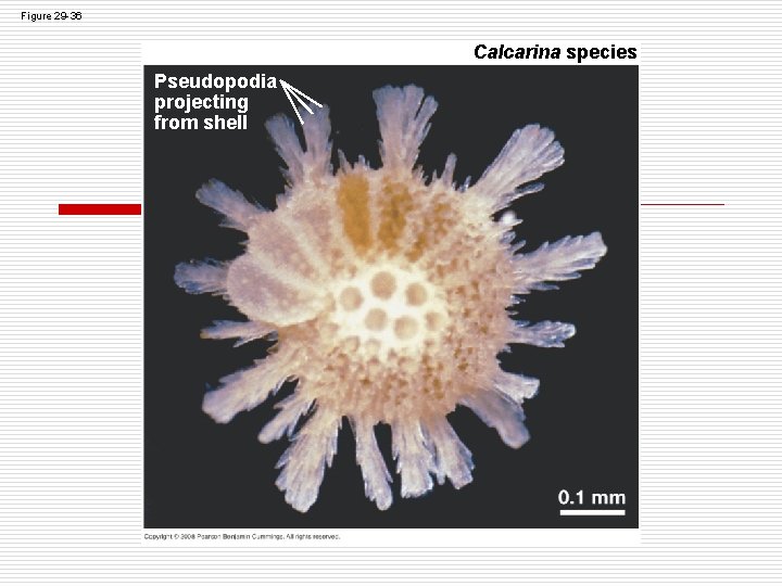 Figure 29 -36 Calcarina species Pseudopodia projecting from shell Figure 29 -36 Calcarina species Pseudopodia projecting from shell