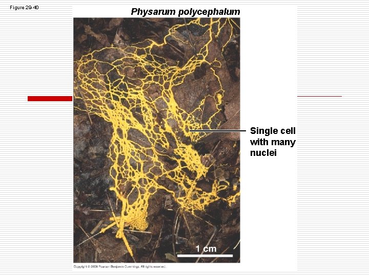 Figure 29 -40 Physarum polycephalum Single cell with many nuclei Figure 29 -40 Physarum polycephalum Single cell with many nuclei