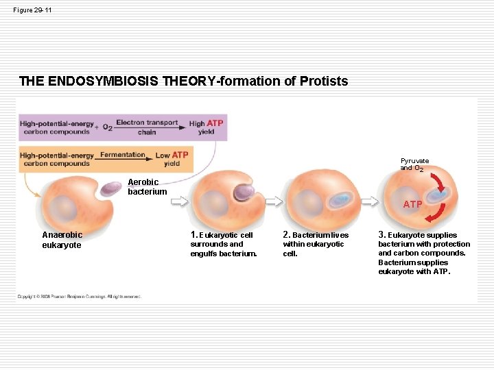Figure 29 -11 THE ENDOSYMBIOSIS THEORY-formation of Protists Pyruvate and O 2 Aerobic bacterium Figure 29 -11 THE ENDOSYMBIOSIS THEORY-formation of Protists Pyruvate and O 2 Aerobic bacterium