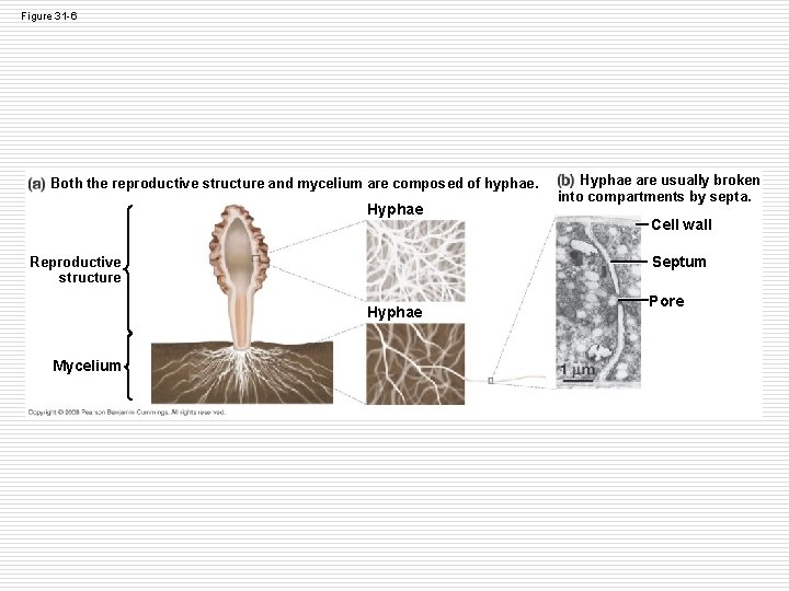 Figure 31 -6 Both the reproductive structure and mycelium are composed of hyphae. Hyphae Figure 31 -6 Both the reproductive structure and mycelium are composed of hyphae. Hyphae