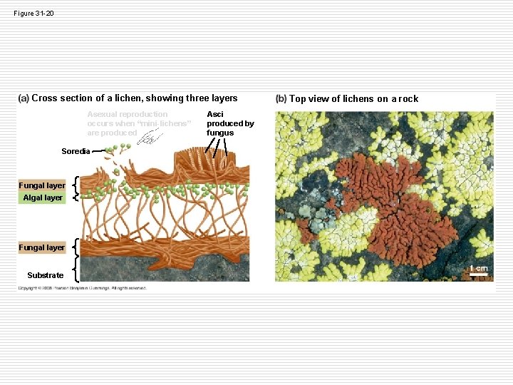 Figure 31 -20 Cross section of a lichen, showing three layers Asexual reproduction occurs Figure 31 -20 Cross section of a lichen, showing three layers Asexual reproduction occurs