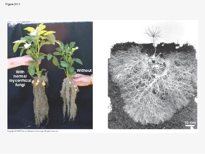 Figure 31 -1 With normal mycorrhizal fungi Without Figure 31 -1 With normal mycorrhizal fungi Without