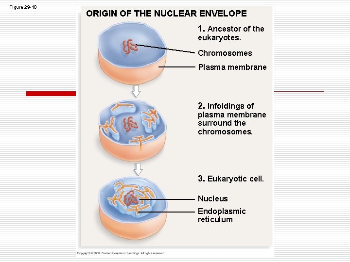 Figure 29 -10 ORIGIN OF THE NUCLEAR ENVELOPE 1. Ancestor of the eukaryotes. Chromosomes Figure 29 -10 ORIGIN OF THE NUCLEAR ENVELOPE 1. Ancestor of the eukaryotes. Chromosomes