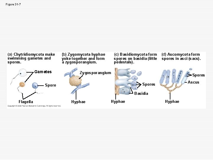 Figure 31 -7 Chytridiomycota make swimming gametes and spores. Gametes Zygomycota hyphae yoke together Figure 31 -7 Chytridiomycota make swimming gametes and spores. Gametes Zygomycota hyphae yoke together