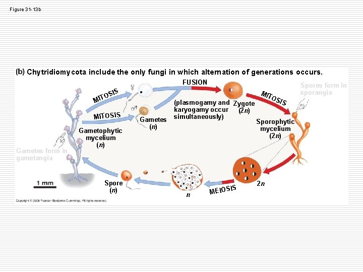 Figure 31 -13 b Chytridiomycota include the only fungi in which alternation of generations Figure 31 -13 b Chytridiomycota include the only fungi in which alternation of generations