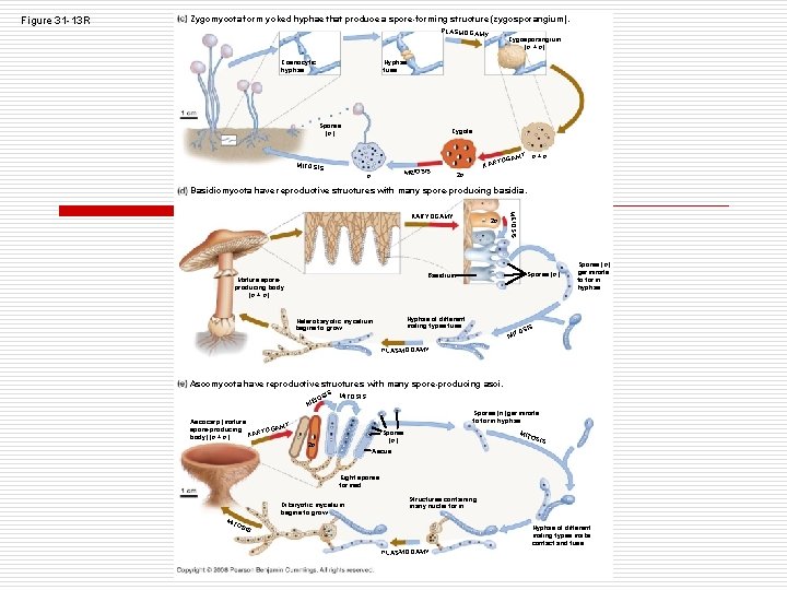 Figure 31 -13 R Zygomycota form yoked hyphae that produce a spore-forming structure (zygosporangium). Figure 31 -13 R Zygomycota form yoked hyphae that produce a spore-forming structure (zygosporangium).