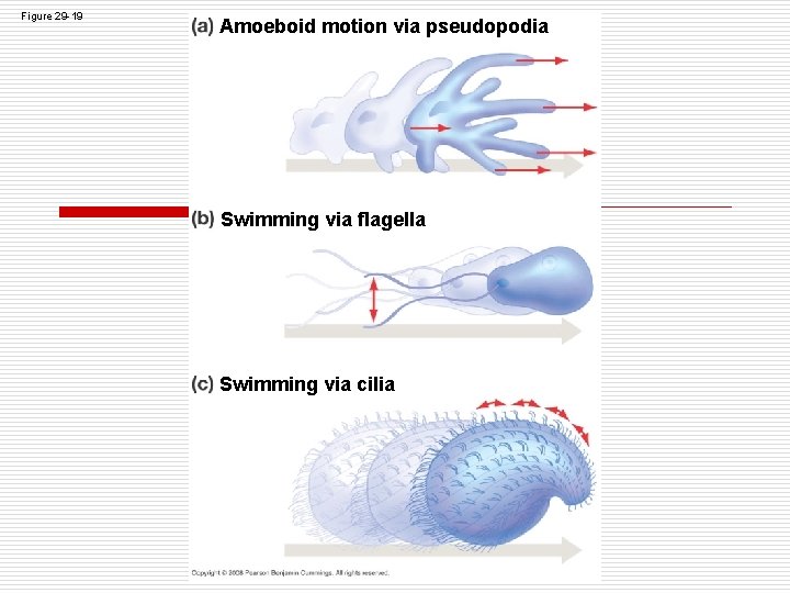 Figure 29 -19 Amoeboid motion via pseudopodia Swimming via flagella Swimming via cilia Figure 29 -19 Amoeboid motion via pseudopodia Swimming via flagella Swimming via cilia
