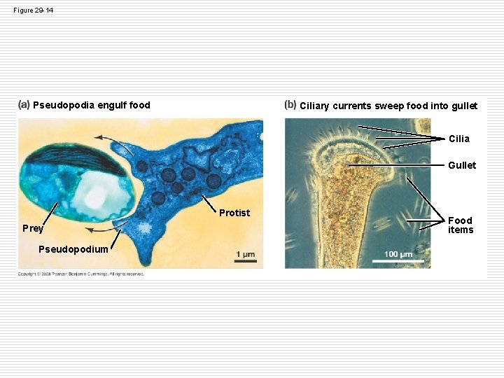 Figure 29 -14 Pseudopodia engulf food Ciliary currents sweep food into gullet Cilia Gullet Figure 29 -14 Pseudopodia engulf food Ciliary currents sweep food into gullet Cilia Gullet