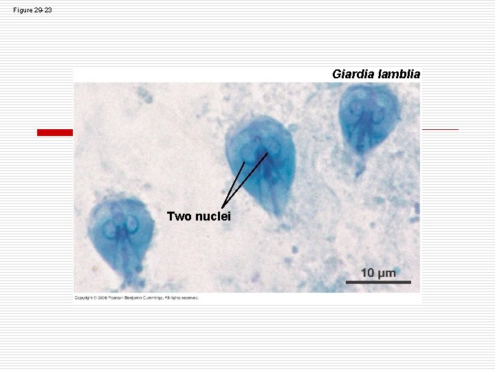 Figure 29 -23 Giardia lamblia Two nuclei Figure 29 -23 Giardia lamblia Two nuclei