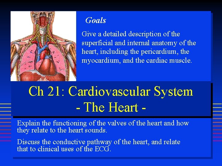 Goals Give a detailed description of the superficial and internal anatomy of the heart,