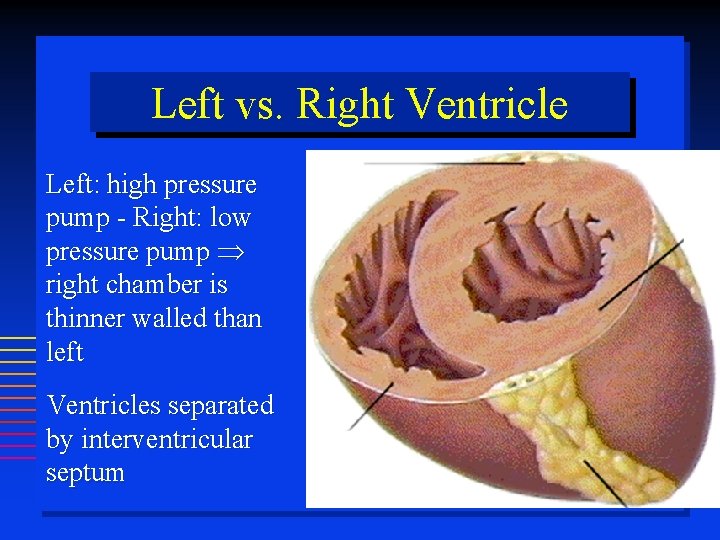 Left vs. Right Ventricle Left: high pressure pump - Right: low pressure pump right