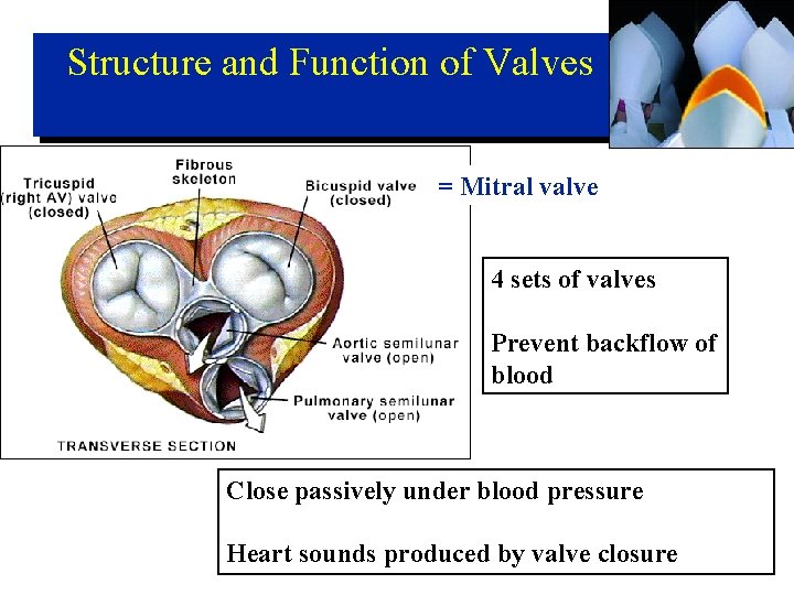 Structure and Function of Valves = Mitral valve 4 sets of valves Prevent backflow