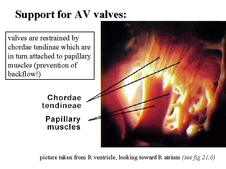 Support for AV valves: valves are restrained by chordae tendinae which are in turn