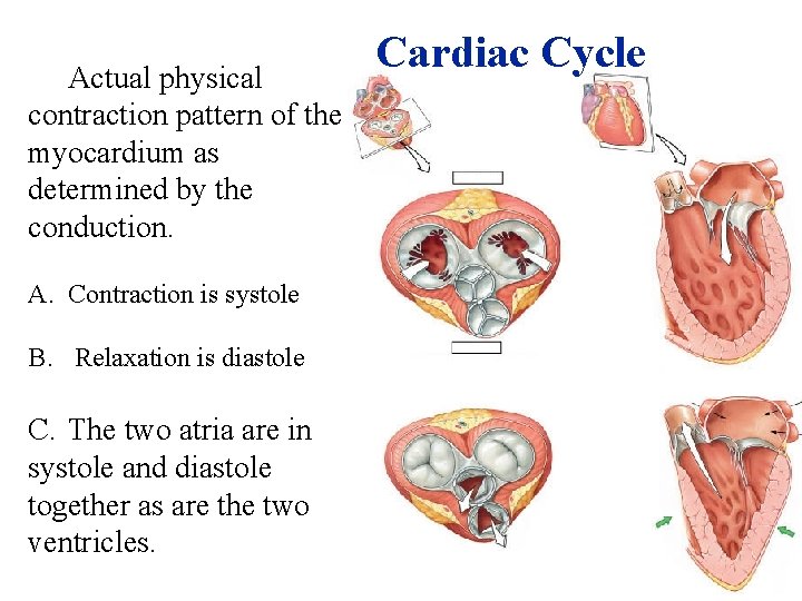 Actual physical contraction pattern of the myocardium as determined by the conduction. A. Contraction