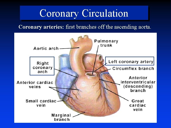 Coronary Circulation Coronary arteries: first branches off the ascending aorta. 