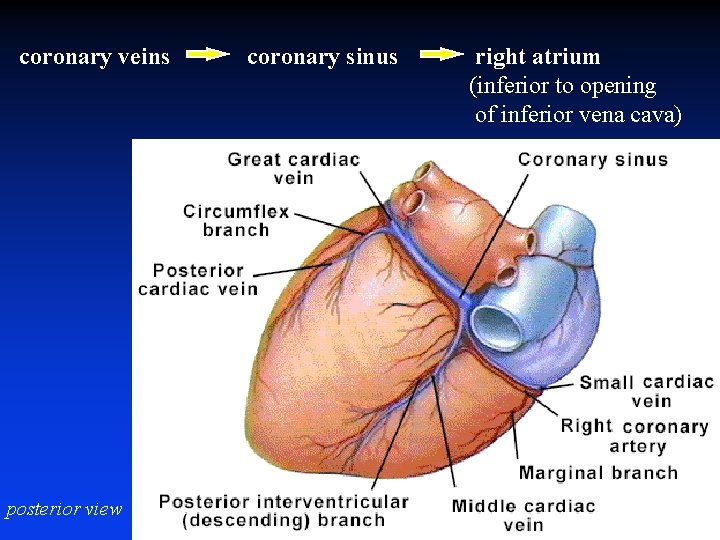 coronary veins posterior view coronary sinus right atrium (inferior to opening of inferior vena
