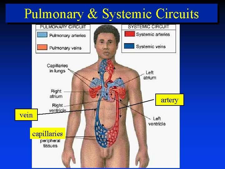 Pulmonary & Systemic Circuits artery vein capillaries 