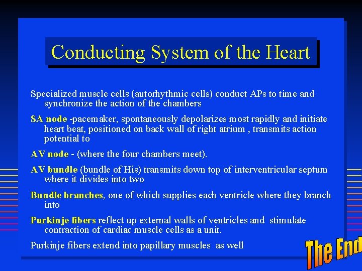 Conducting System of the Heart Specialized muscle cells (autorhythmic cells) conduct APs to time