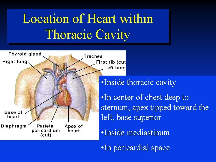 Location of Heart within Thoracic Cavity • Inside thoracic cavity • In center of