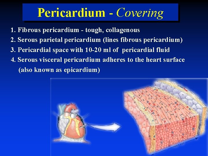 Pericardium - Covering 1. Fibrous pericardium - tough, collagenous 2. Serous parietal pericardium (lines