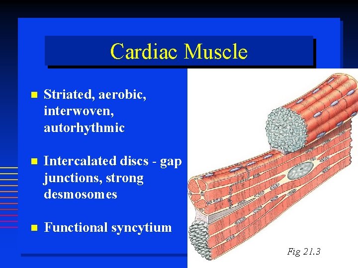 Cardiac Muscle Striated, aerobic, interwoven, autorhythmic Intercalated discs - gap junctions, strong desmosomes Functional