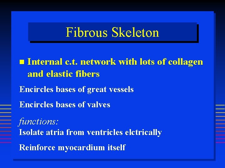 Fibrous Skeleton Internal c. t. network with lots of collagen and elastic fibers Encircles